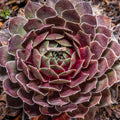 Aed-mägisibul BigSam 'Ruby Star'