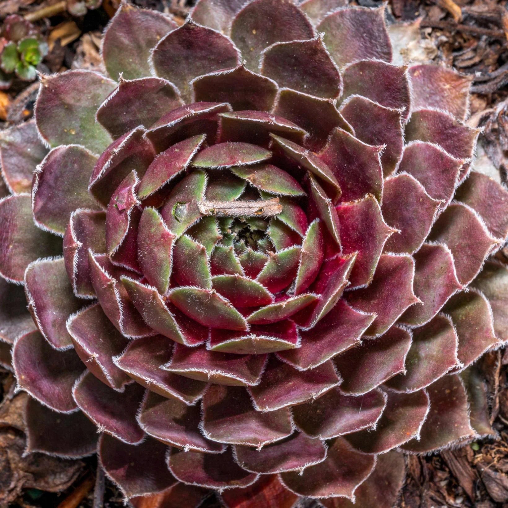 Aed-mägisibul BigSam 'Ruby Star'