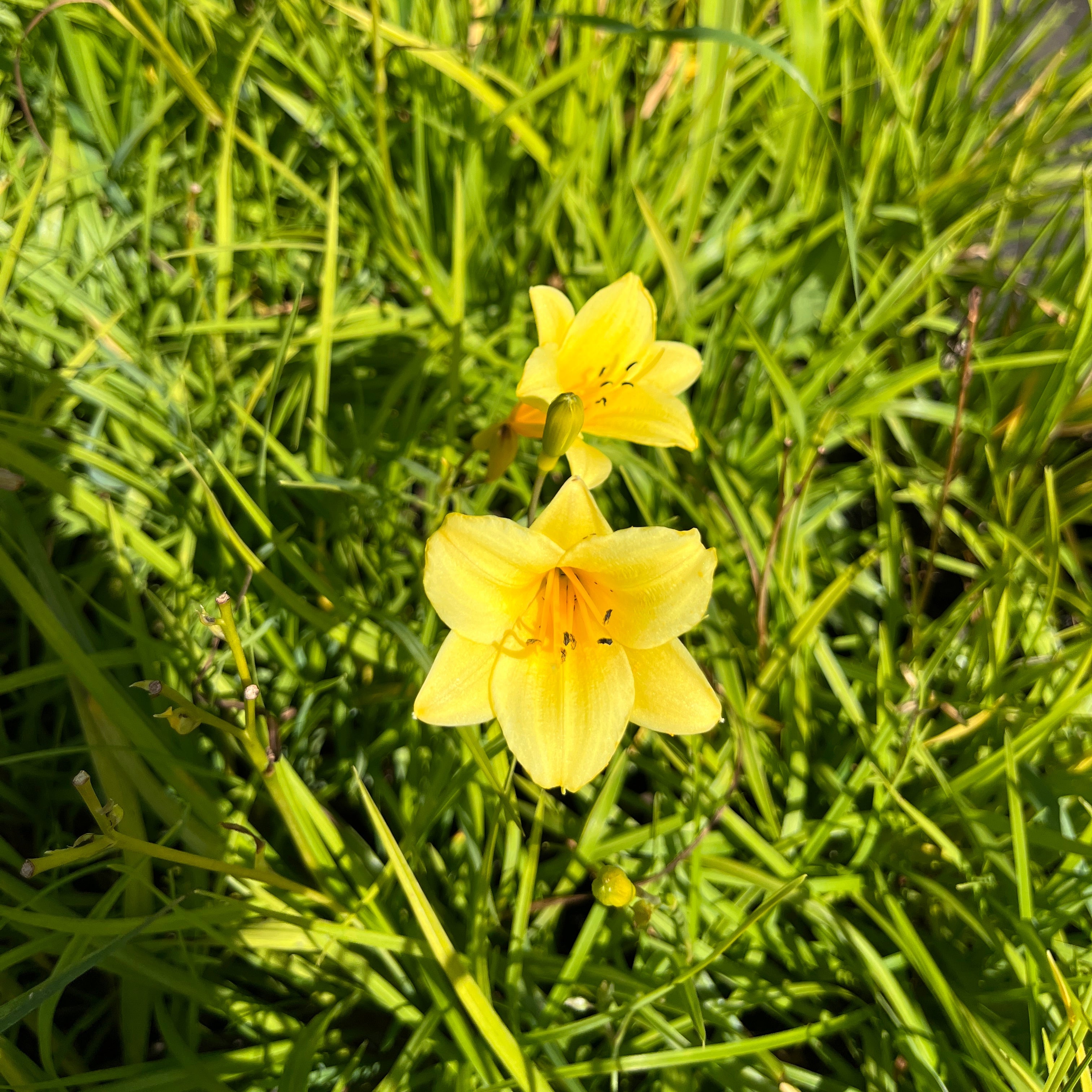 Aed-päevaliilia 'Mini Stella'