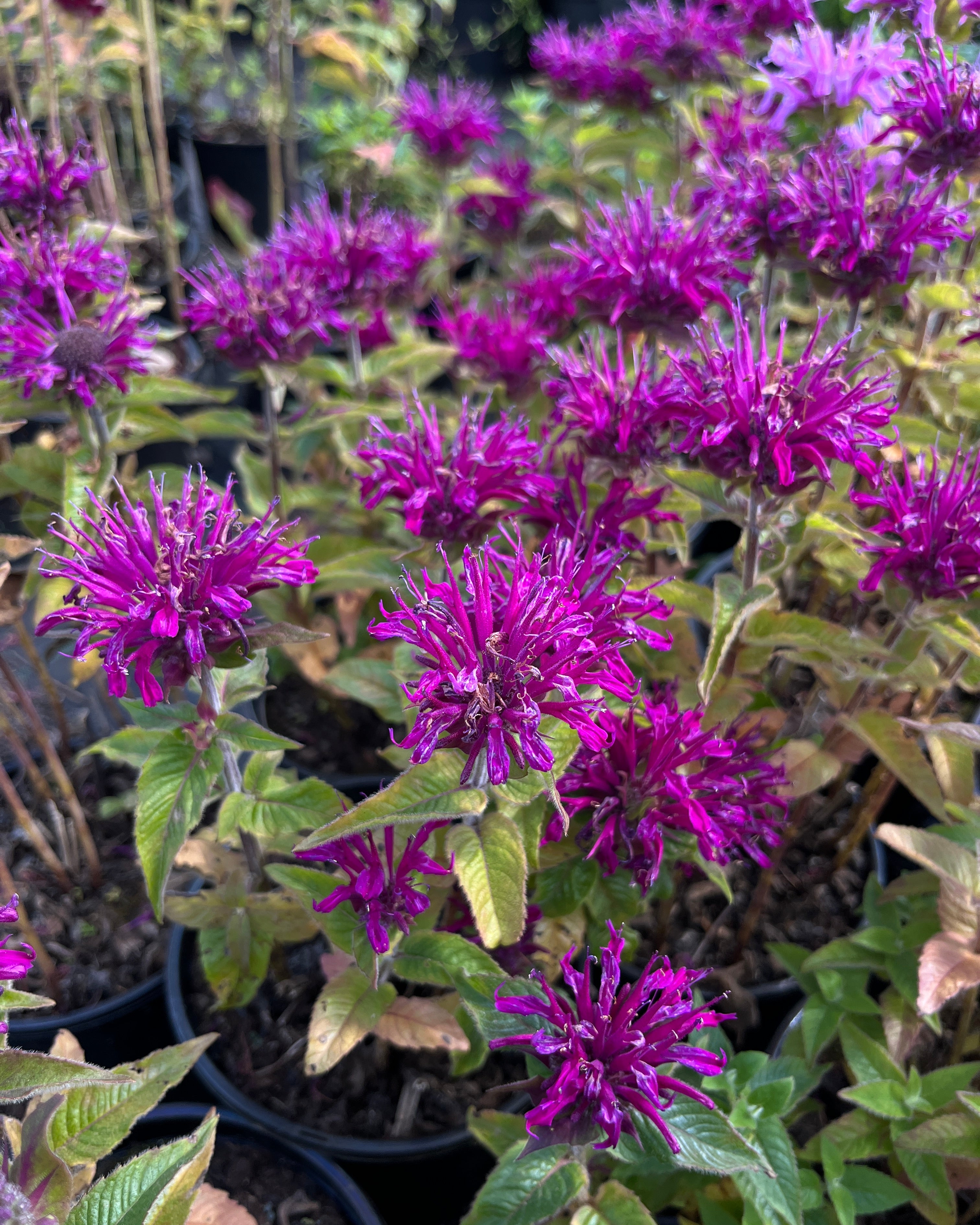 Aedmonarda SUGAR BUZZ 'Grape Gumball'