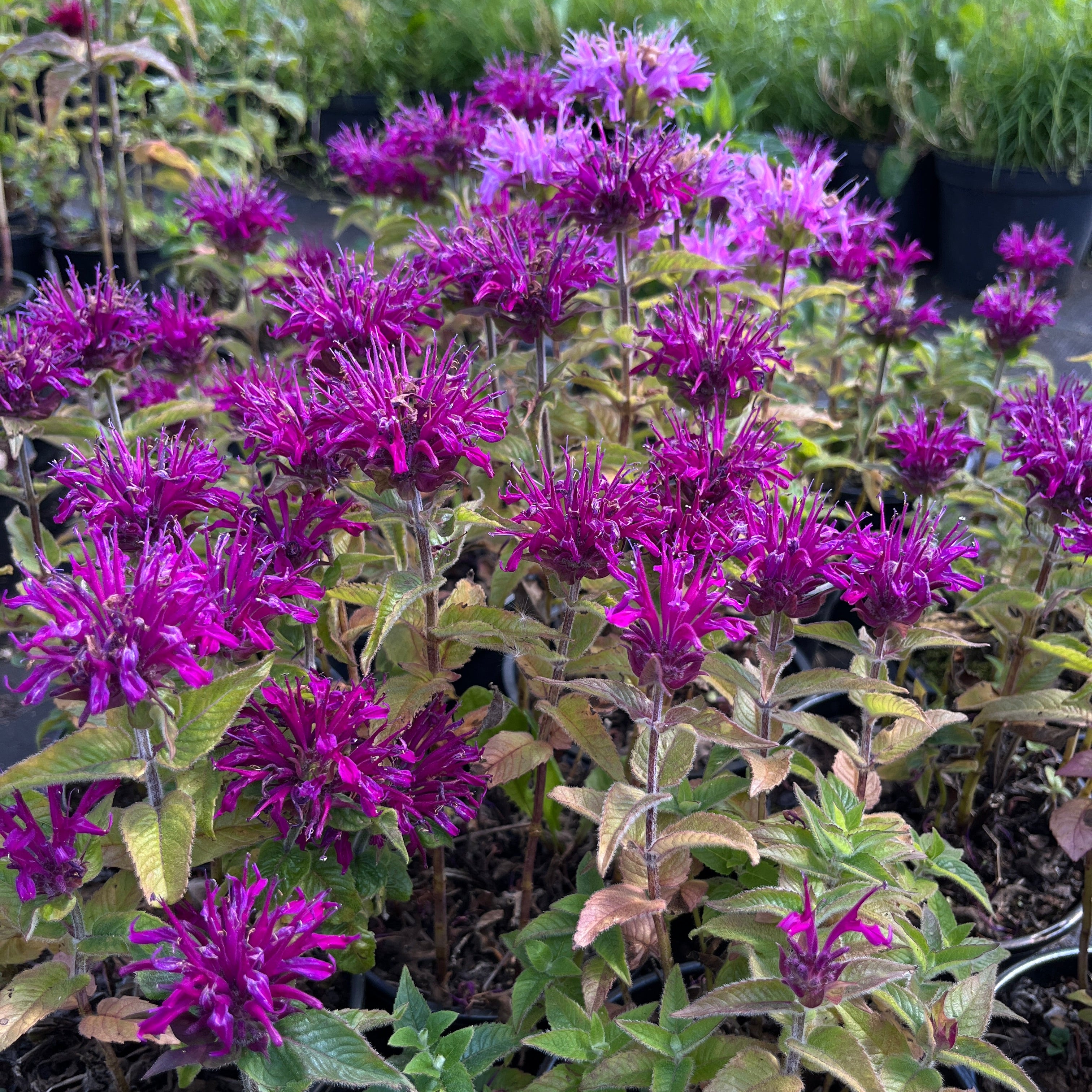 Aedmonarda SUGAR BUZZ 'Grape Gumball'