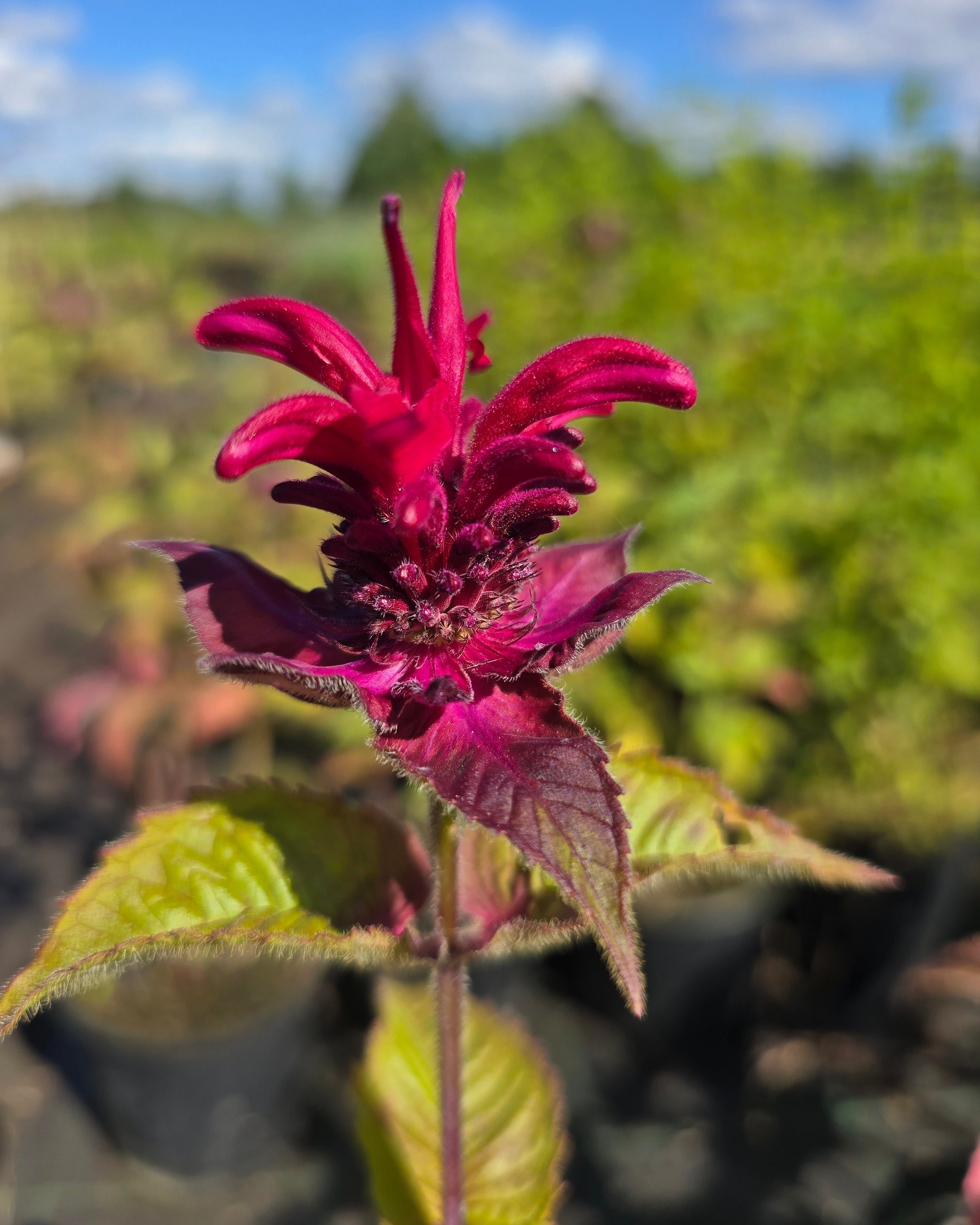 Aedmonarda 'Fireball'