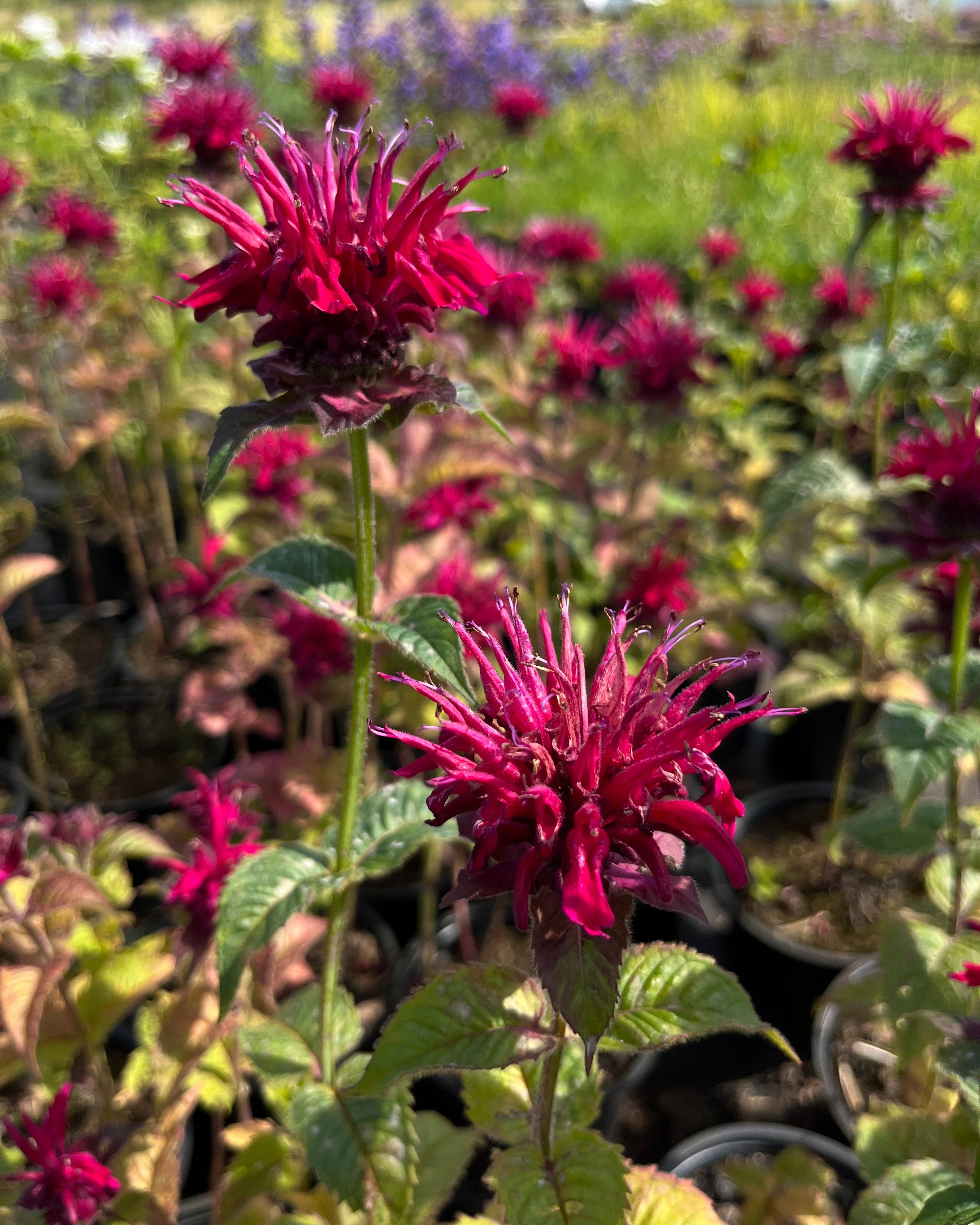 Aedmonarda 'Fireball'