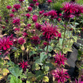 Aedmonarda 'Fireball'