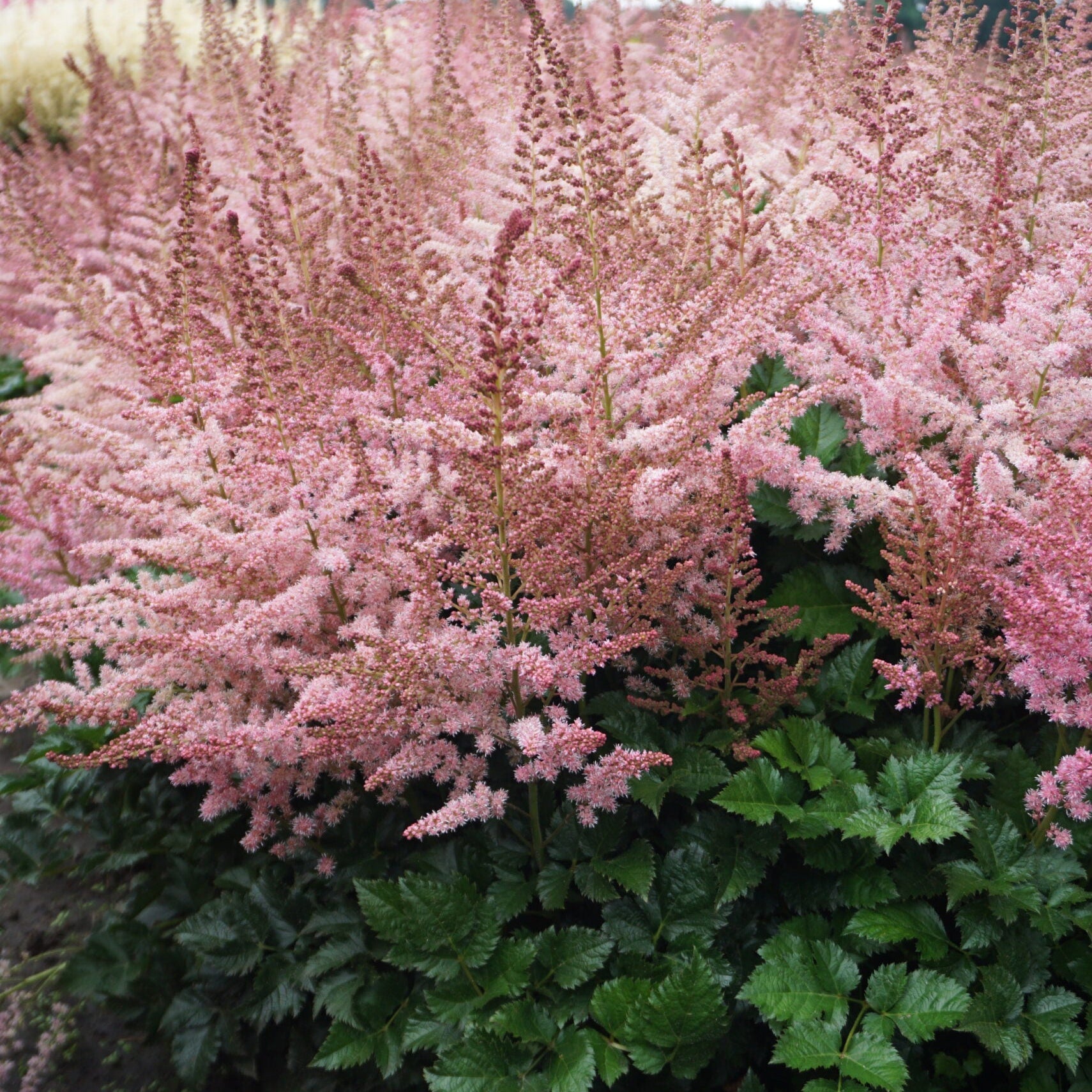 Astilbe 'Razzle Dazzle'