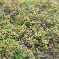 Sidrun-liivatee 'Aurea'
