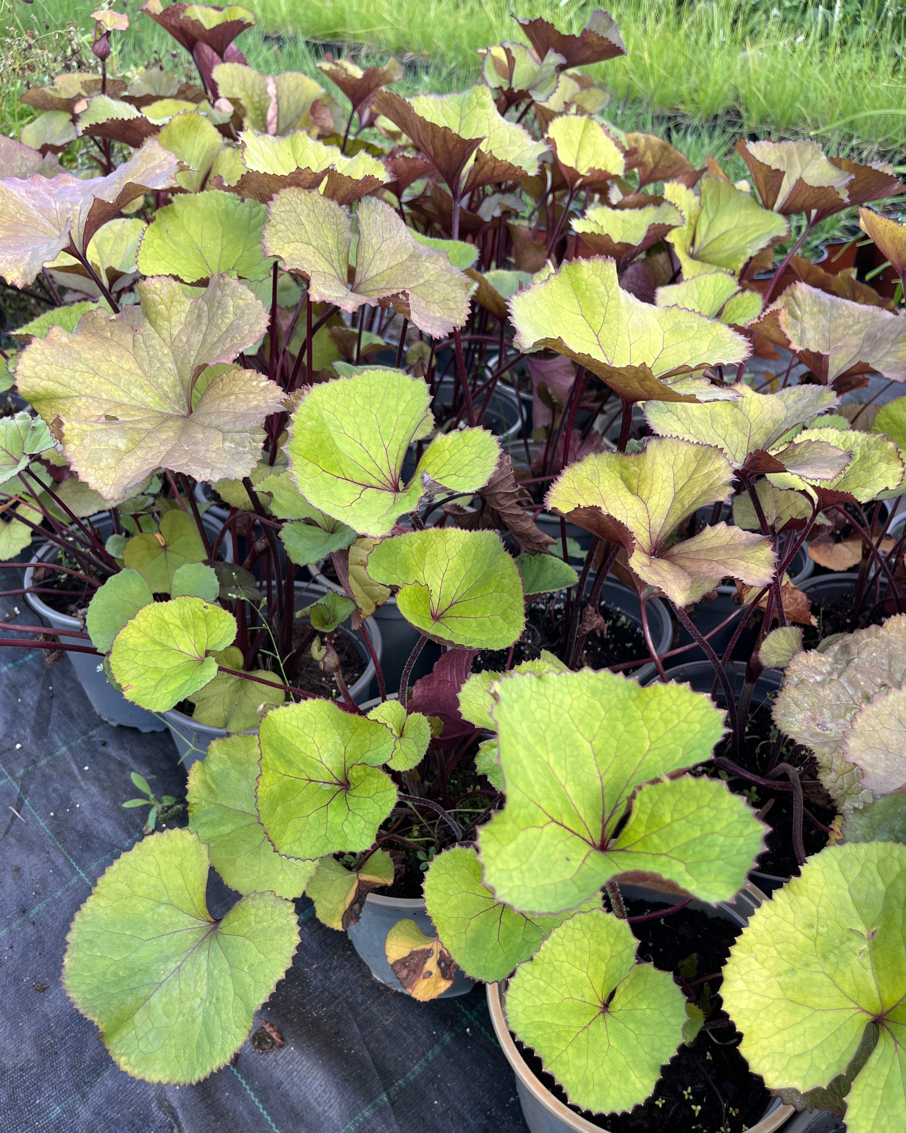 Hambuline kobarpea 'Othello'