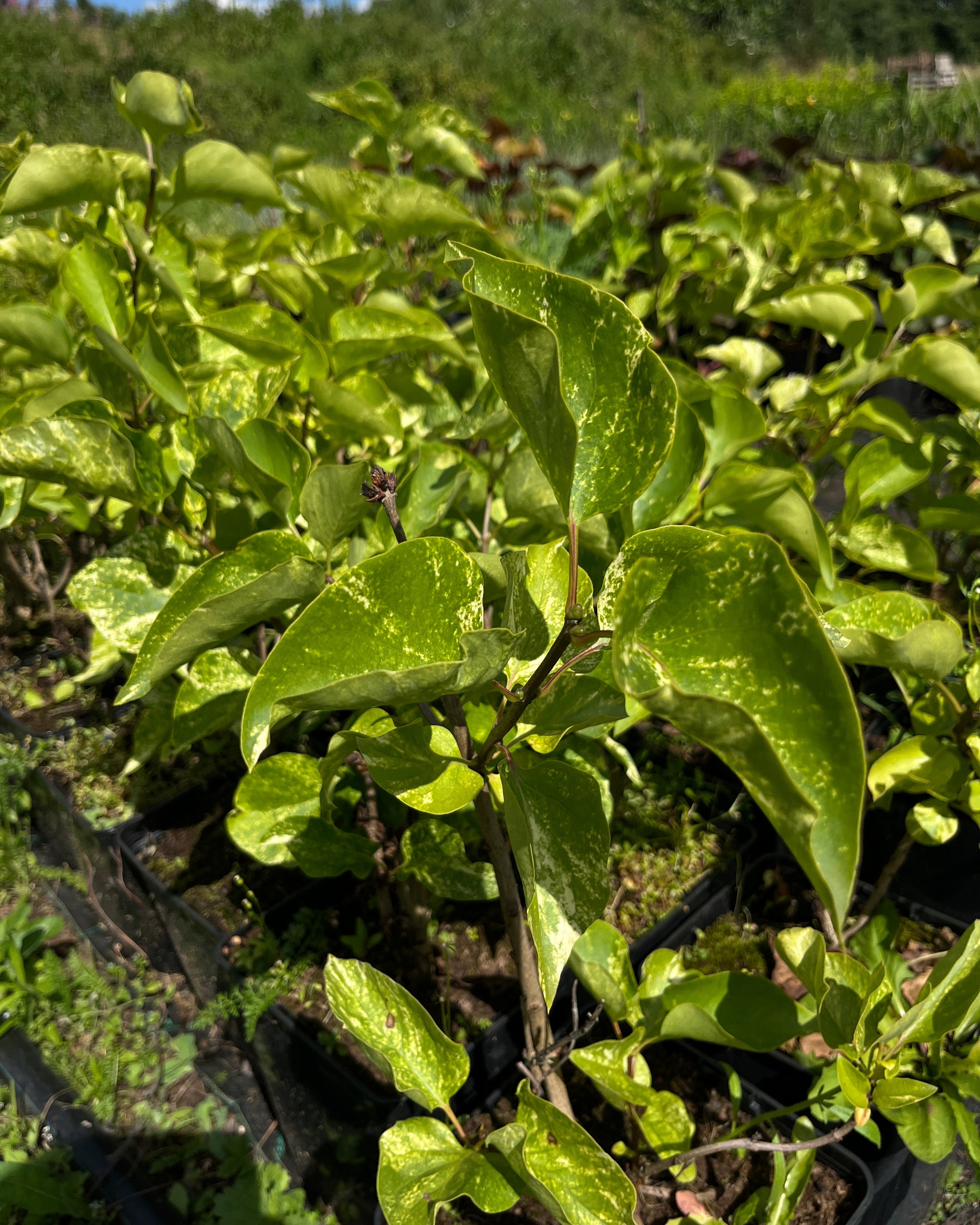 Harilik sirel 'Aucubaefolia'