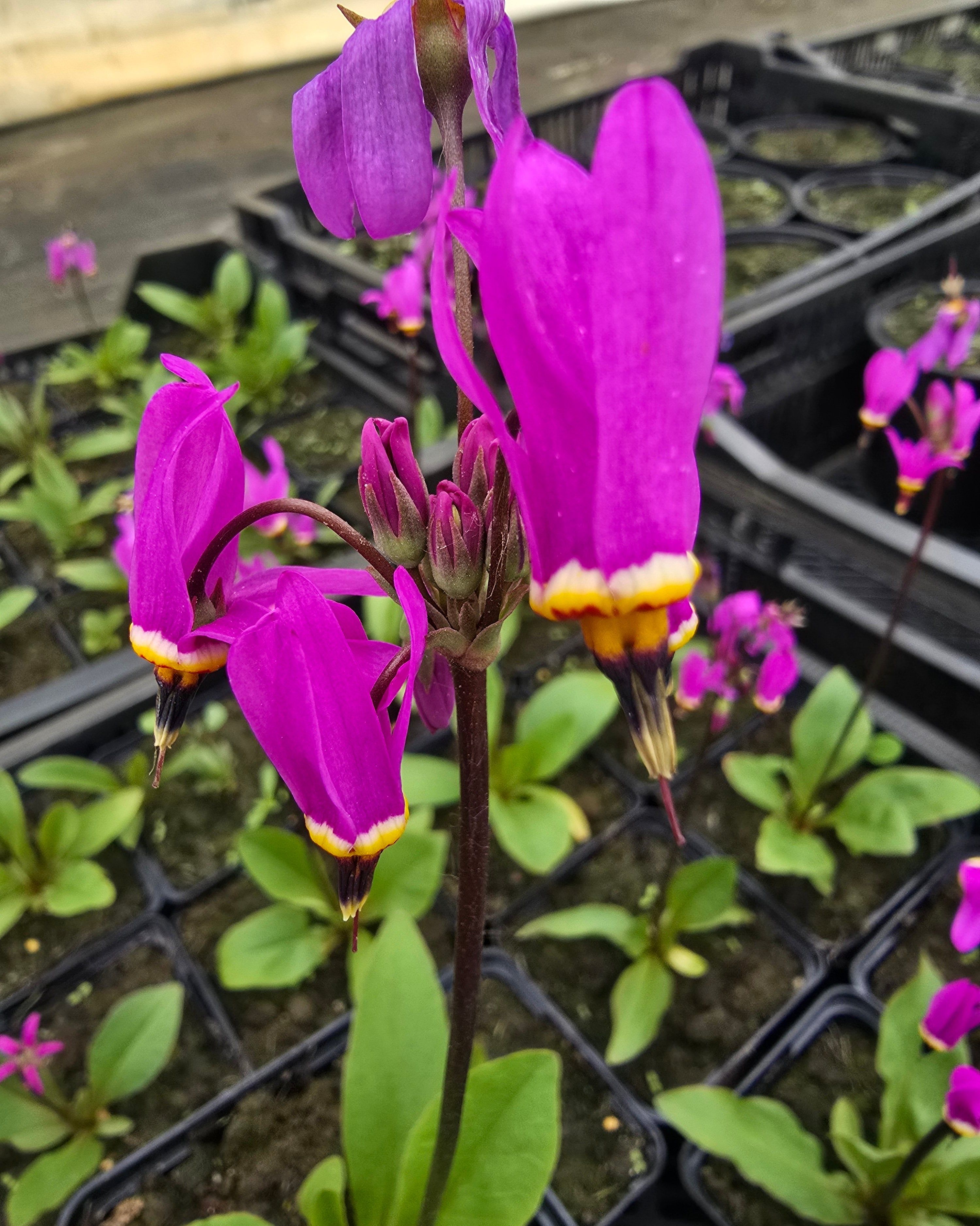 Harilik jumalatelill 'Queen Victoria'