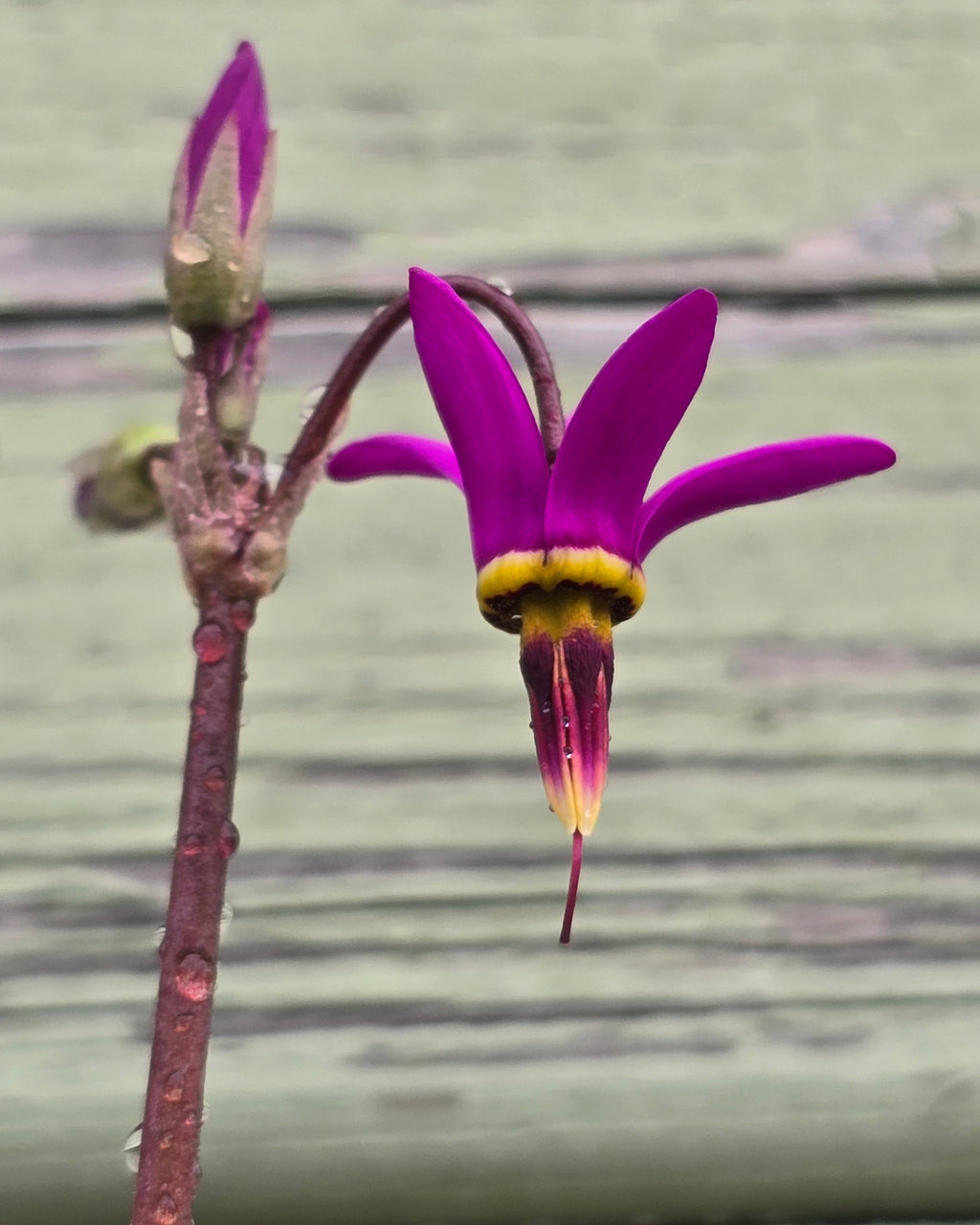 Harilik jumalatelill 'Queen Victoria'