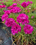 Harilik merikann 'Rose'
