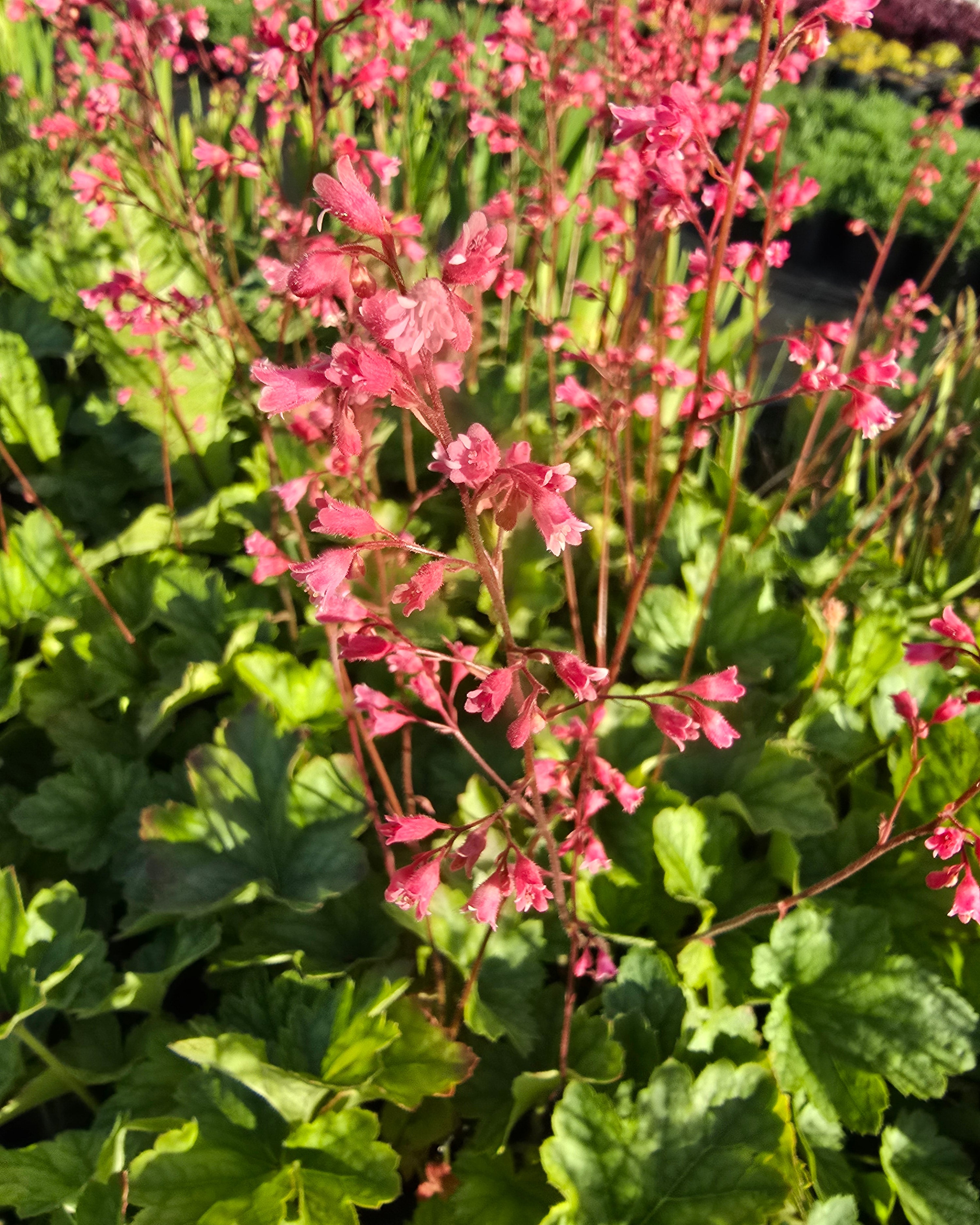 Helmikpööris 'Rex Peppermint'