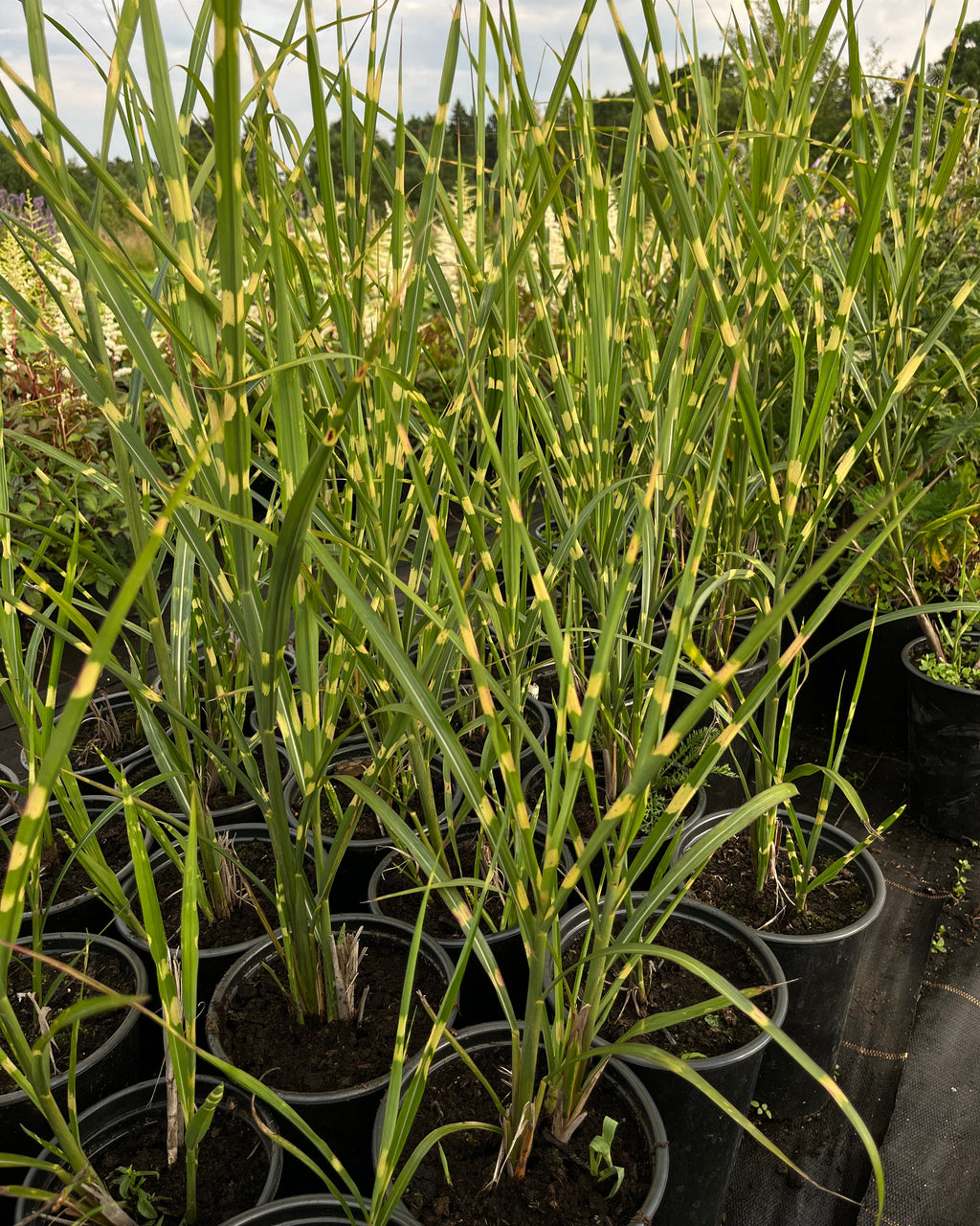 Hiina siidpööris ‘Strictus’