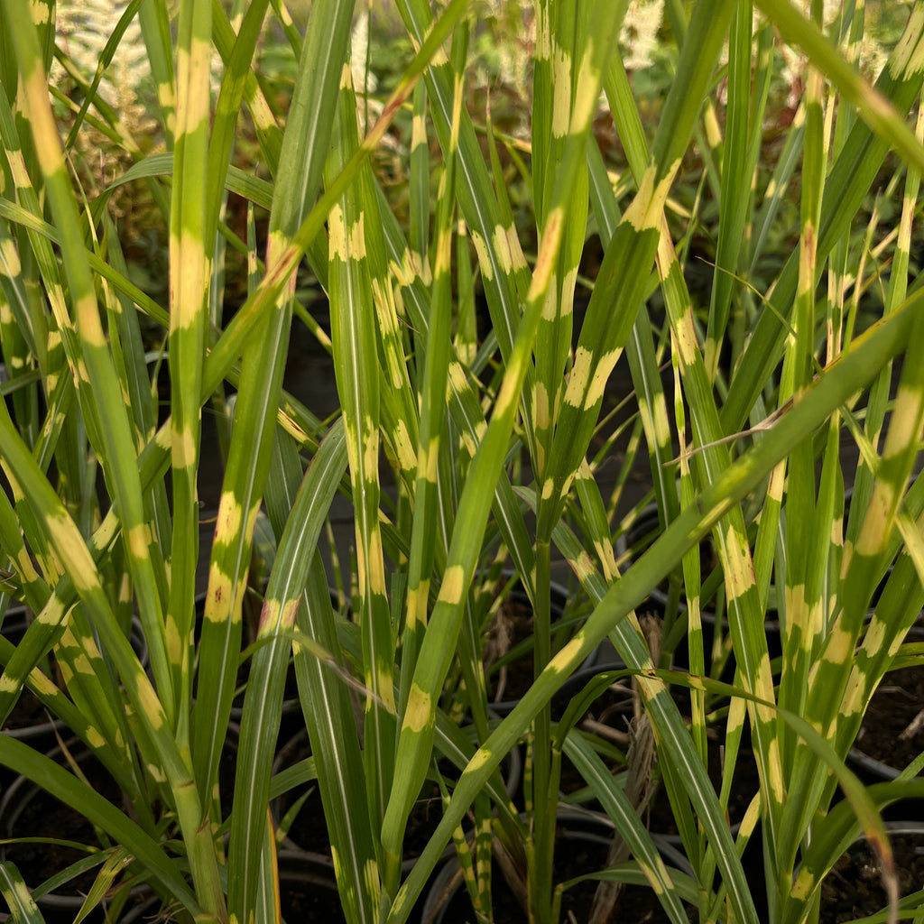 Hiina siidpööris ‘Strictus’