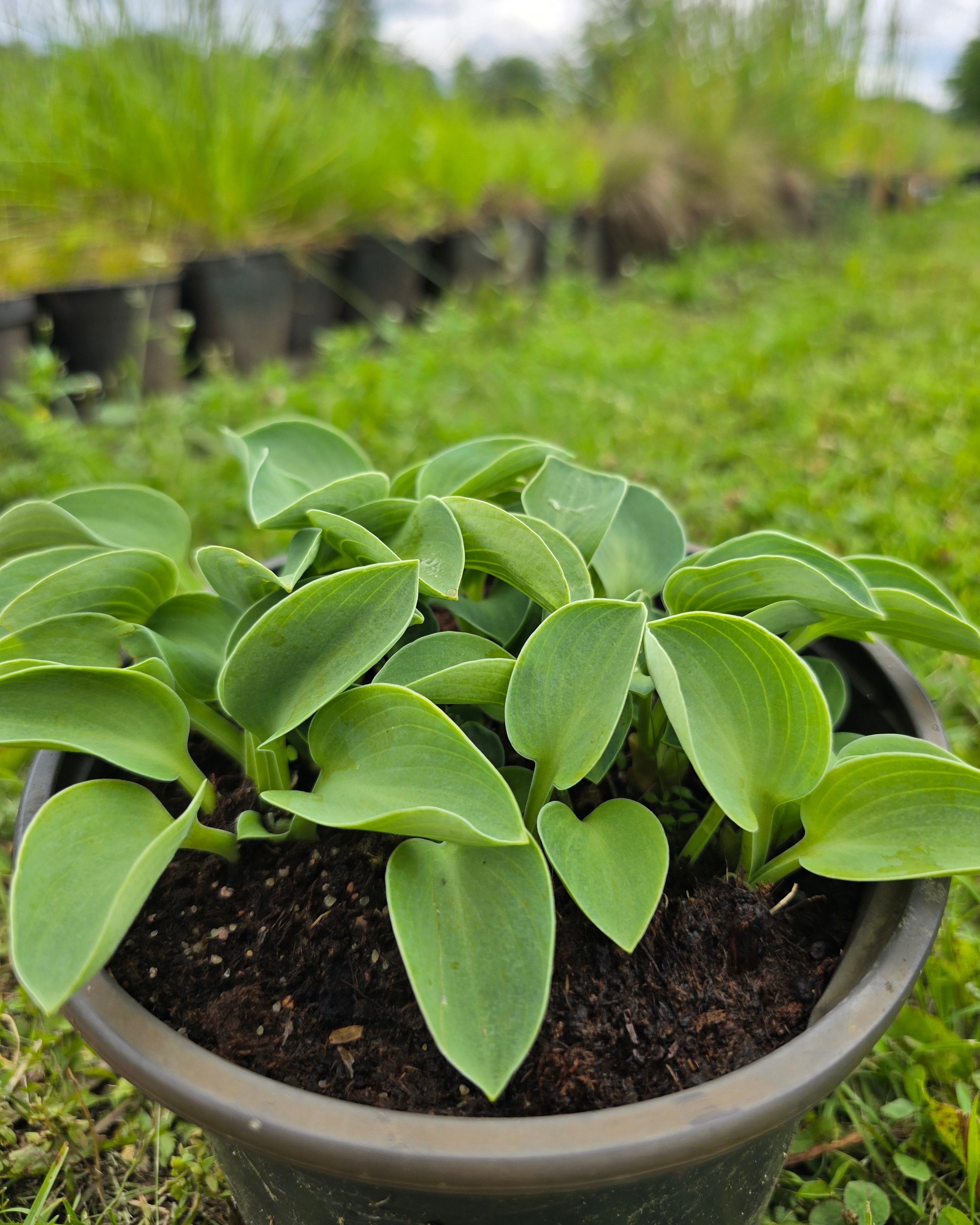 Hosta 'Blue Mouse Ears'