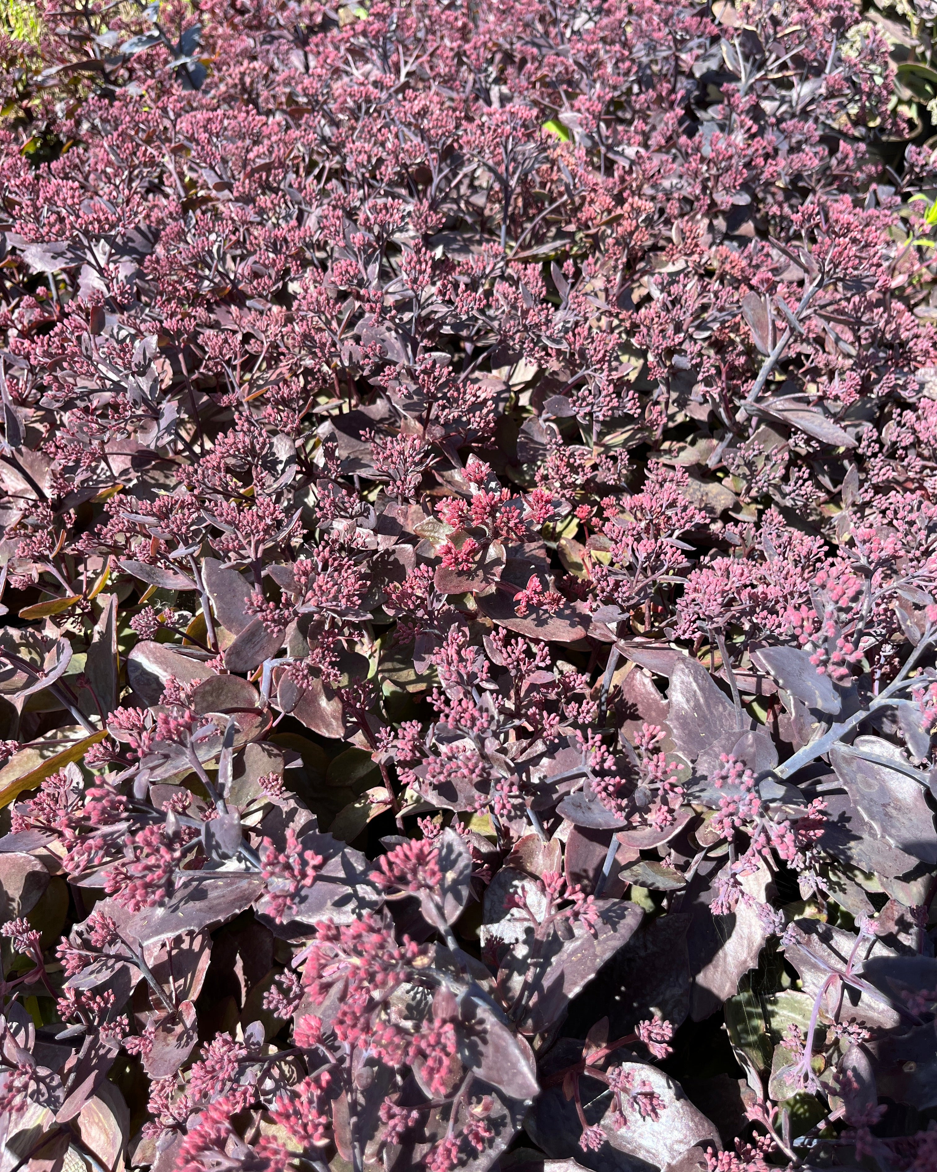 Kikkahari 'Globe Purple'