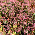 Kukehari SunSparkler 'Lime Zinger'