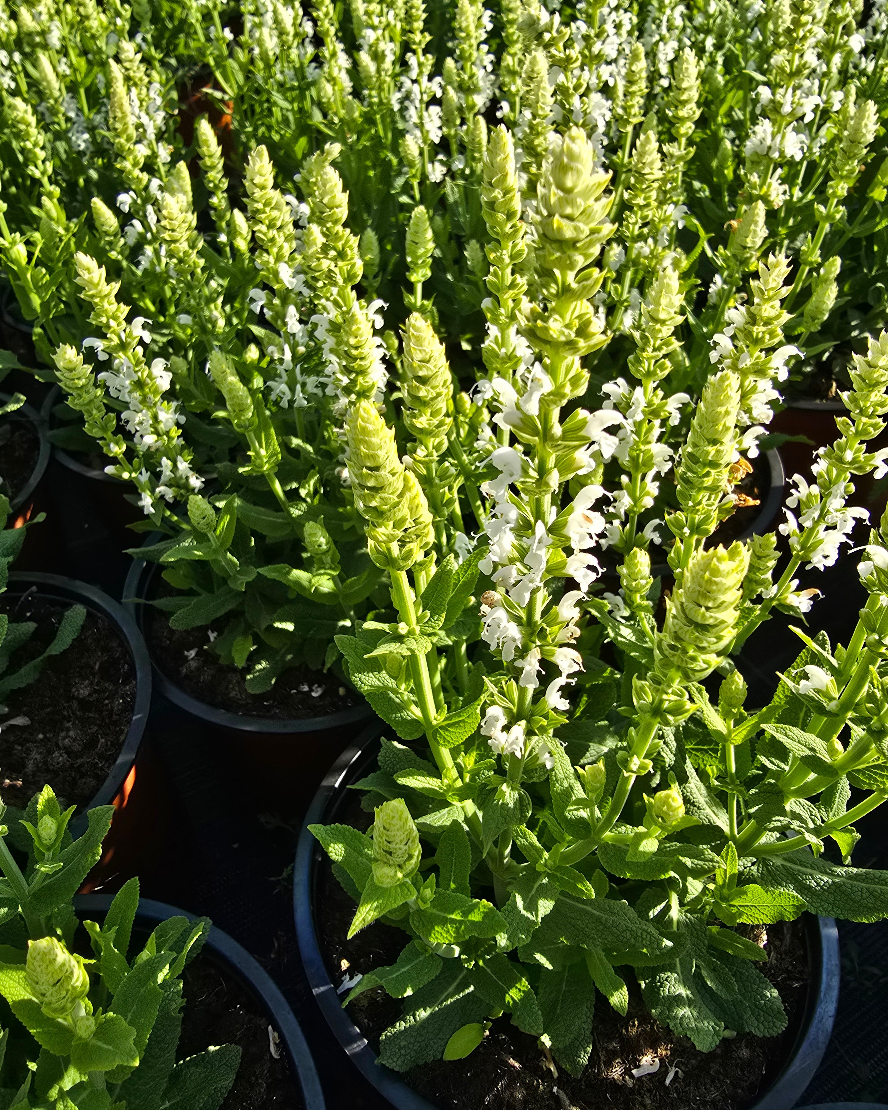 Metssalvei Sensation 'Compact White'