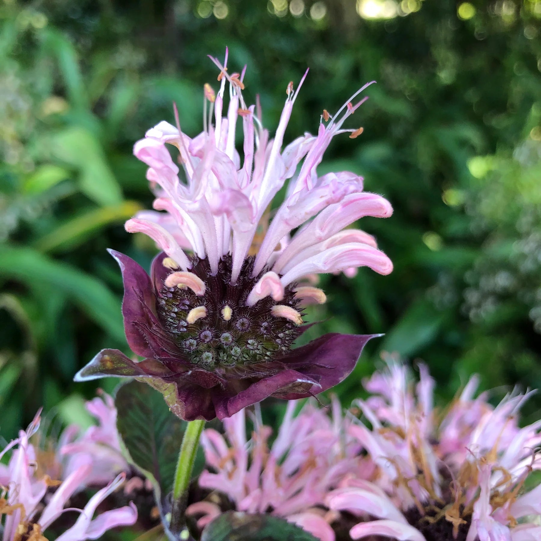 Monarda 'Ou Charm'