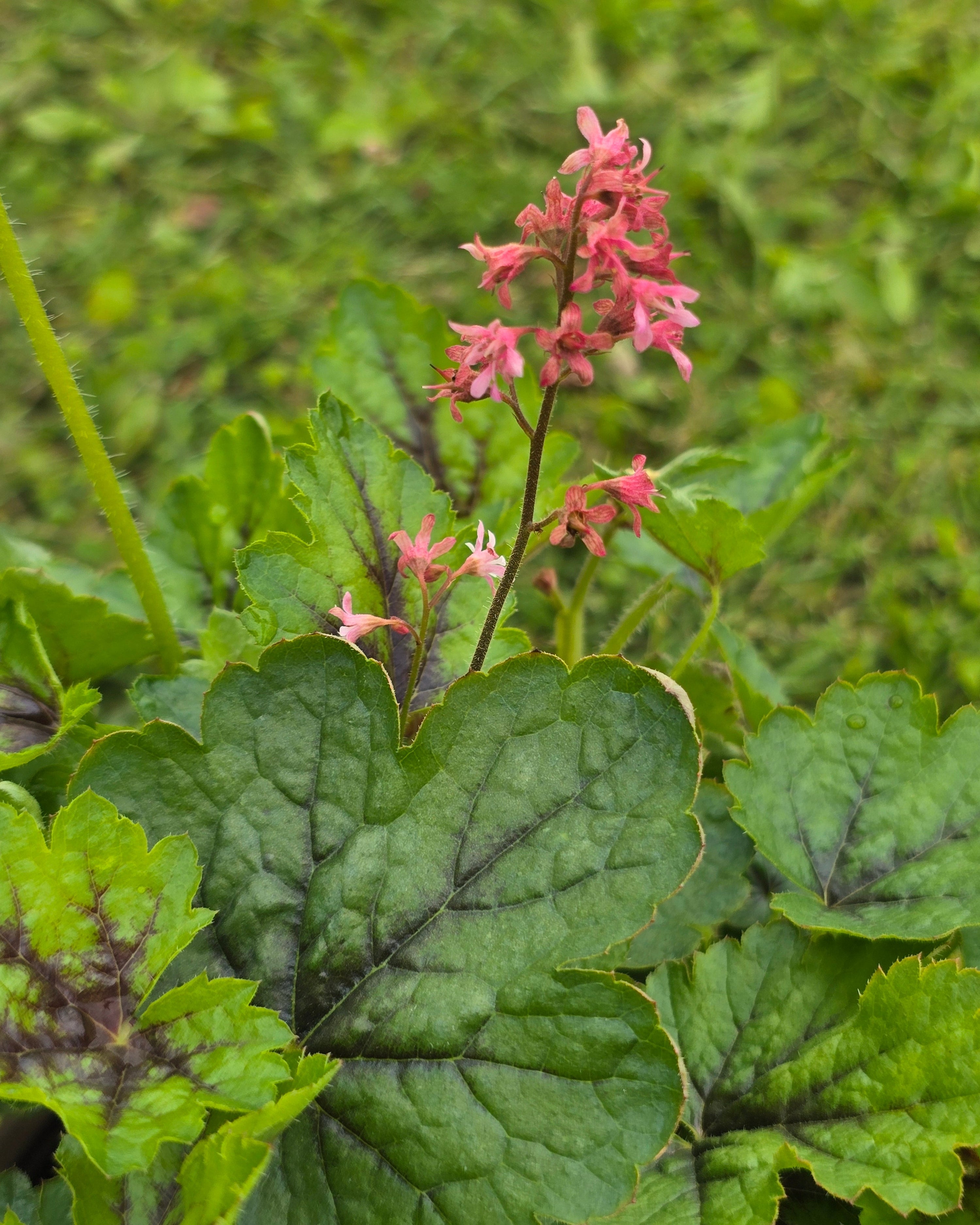 Pisipööris 'Pink Revolution'