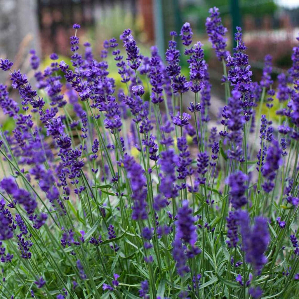 Tähklavendel 'Hidcote'