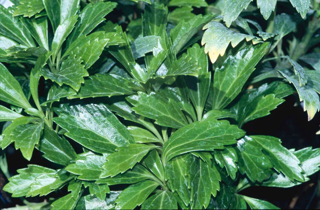 Tipmine puksrohi 'Green Carpet'