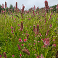 Ürt-punanupp 'Pink Tanna'