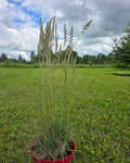 Vesihaljas haguhein 'Coolio'